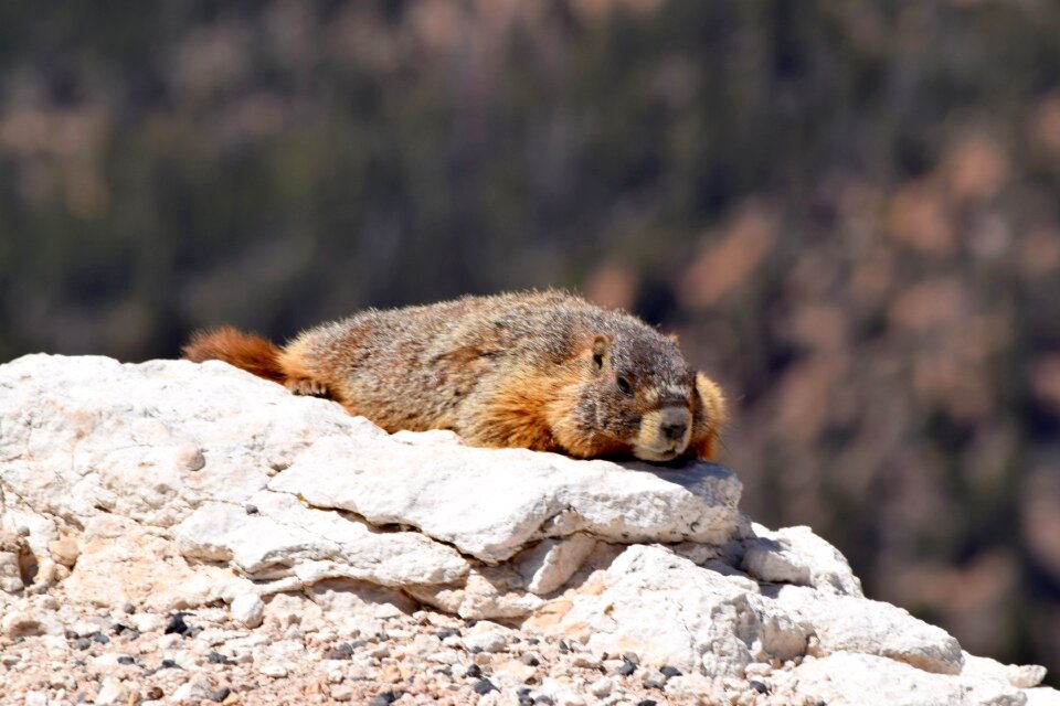 Rodent portrait cute