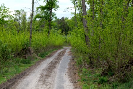 Near Mossberge 2020-05-15 25