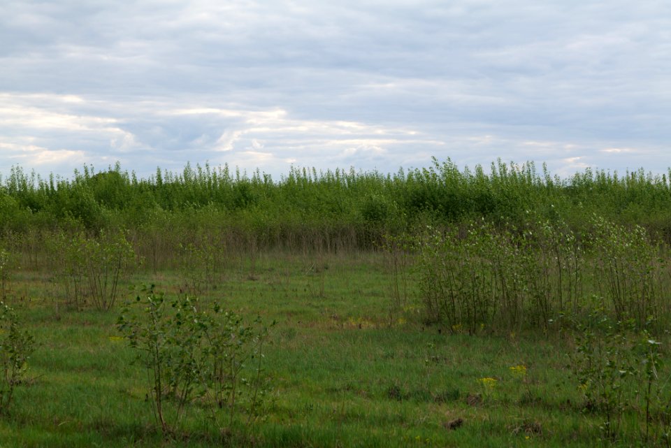 Near Mossberge 2020-05-15 06
