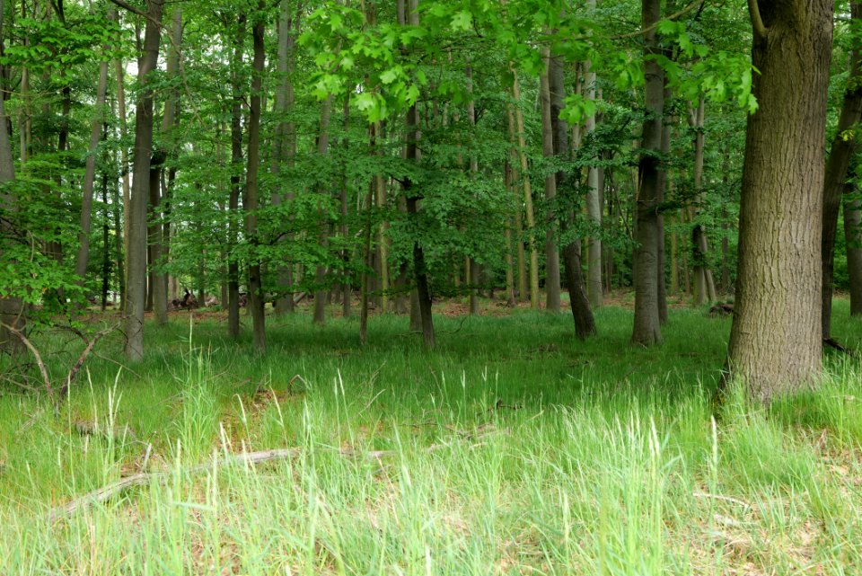 Near Mossberge 2020-05-15 13