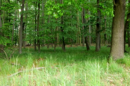 Near Mossberge 2020-05-15 13