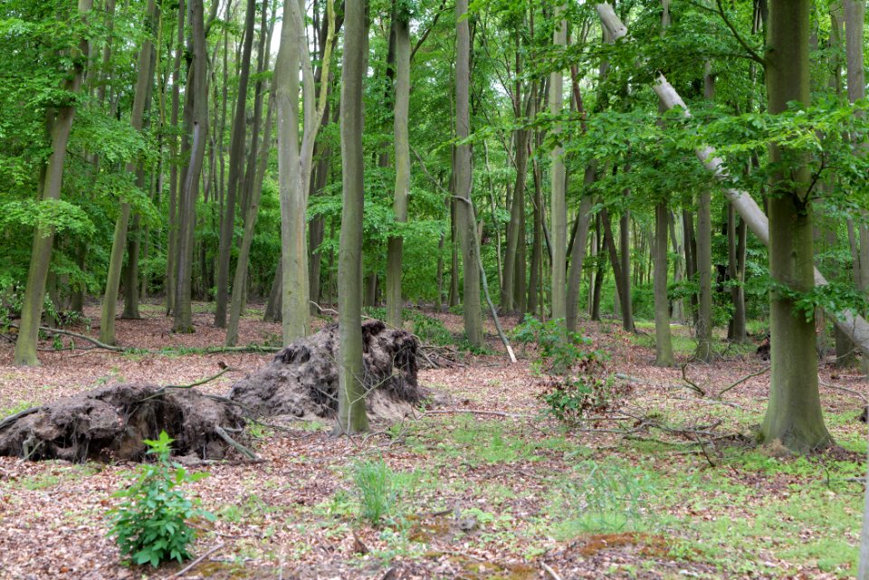 Near Mossberge 2020-05-15 22