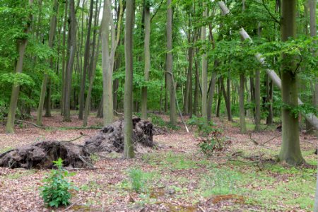 Near Mossberge 2020-05-15 22