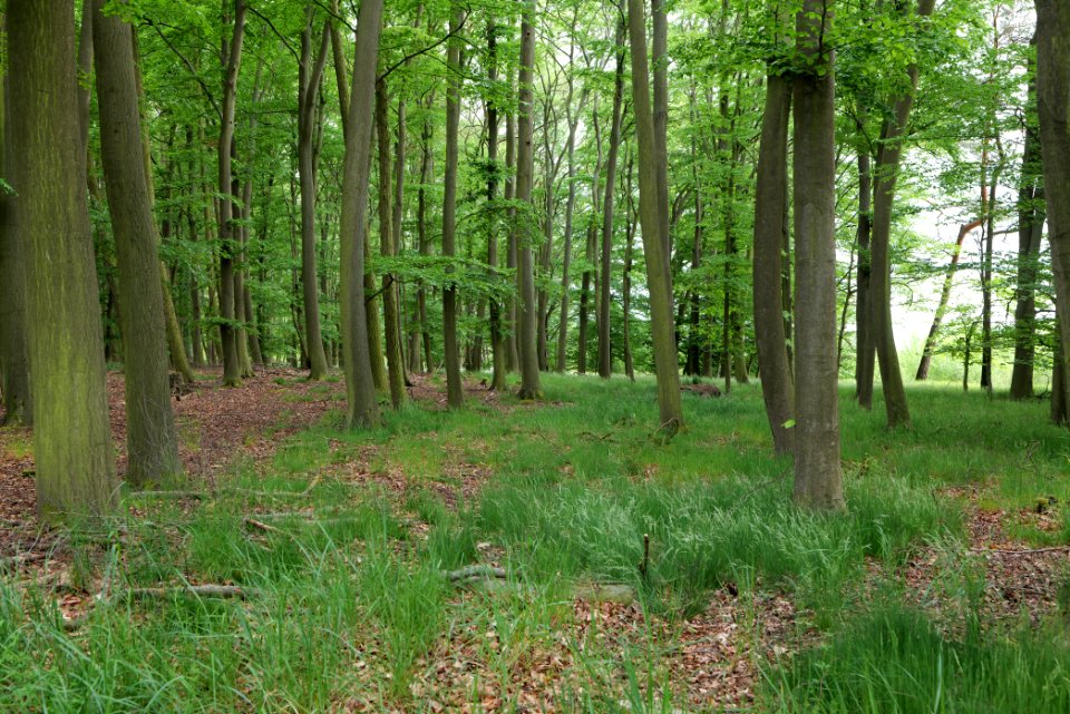 Near Mossberge 2020-05-15 17