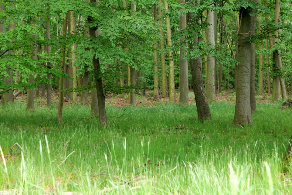 Near Mossberge 2020-05-15 12