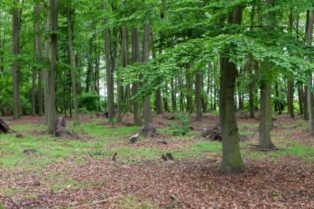 Near Mossberge 2020-05-15 23