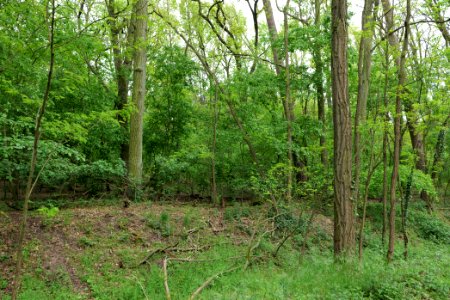 Near Mossberge 2020-05-15 27
