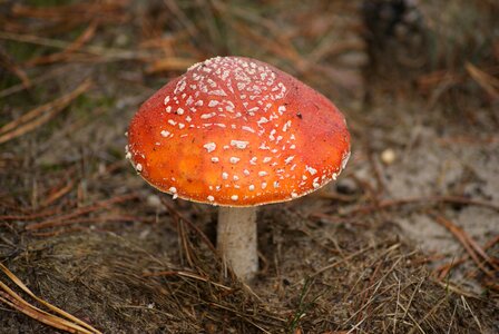 Red hat white spots forest photo