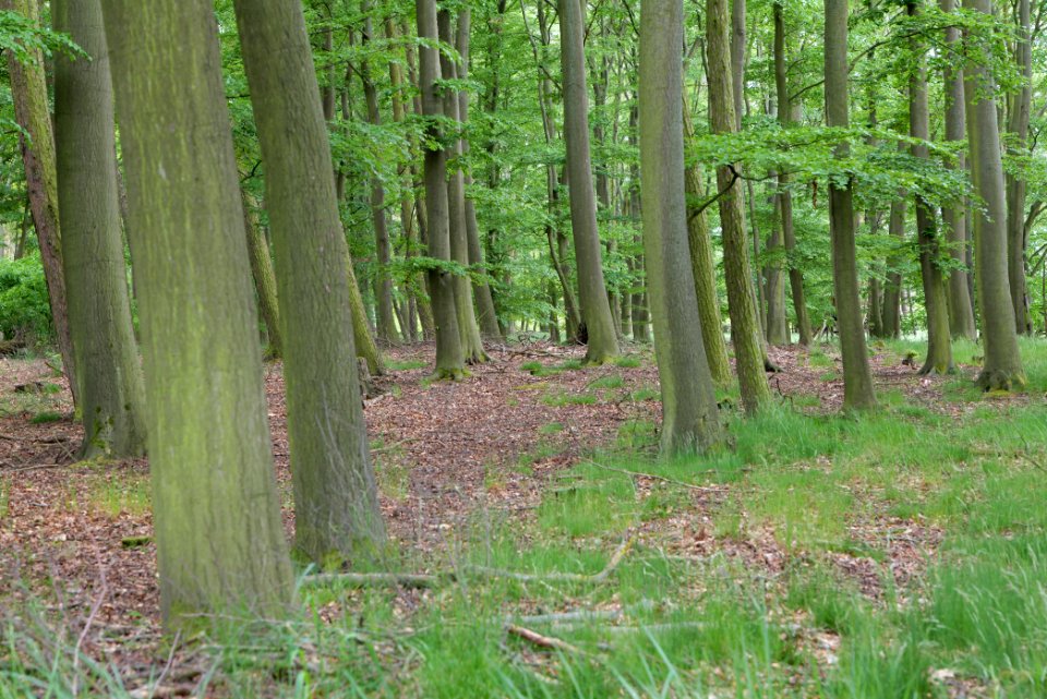 Near Mossberge 2020-05-15 15