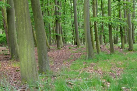 Near Mossberge 2020-05-15 15