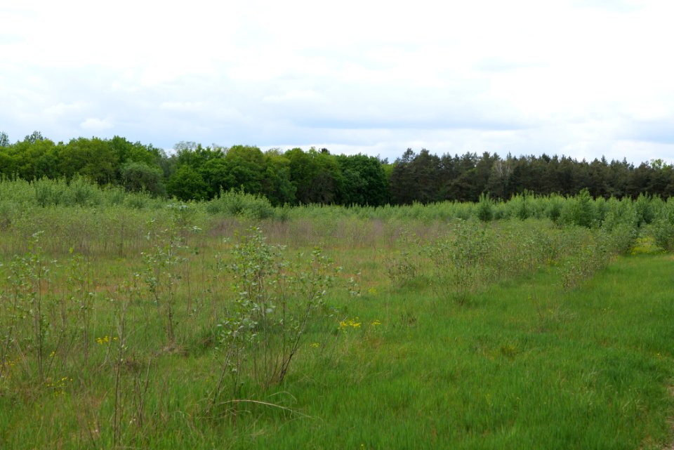 Near Mossberge 2020-05-15 04