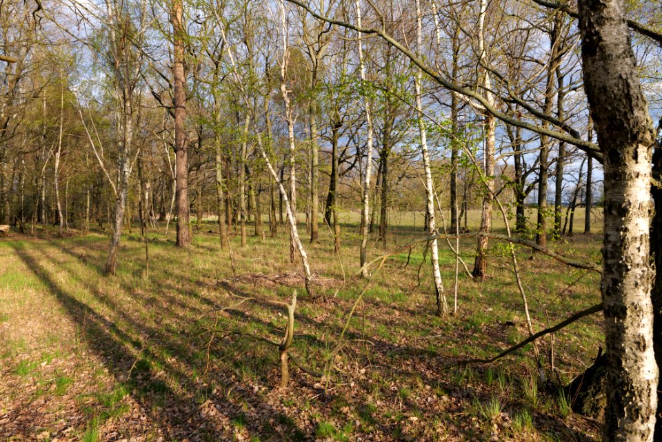 Near Kiessee Maust 2021-04-24 12