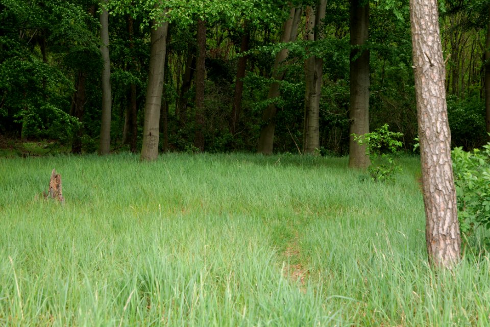 Near Mossberge 2020-05-15 08