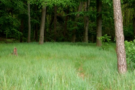 Near Mossberge 2020-05-15 08