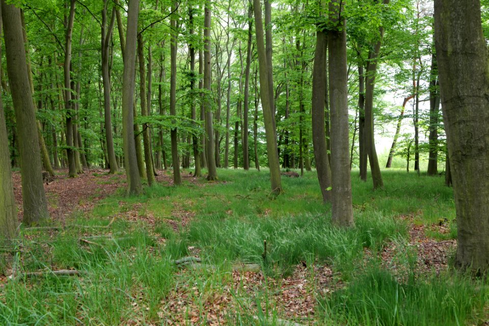 Near Mossberge 2020-05-15 18