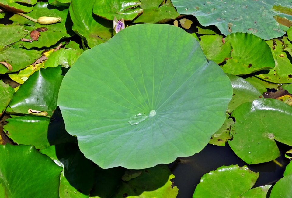 Green leaf aquatic
