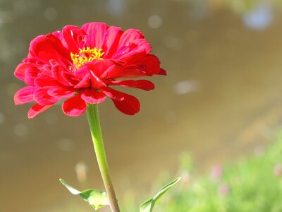 Color nature plant
