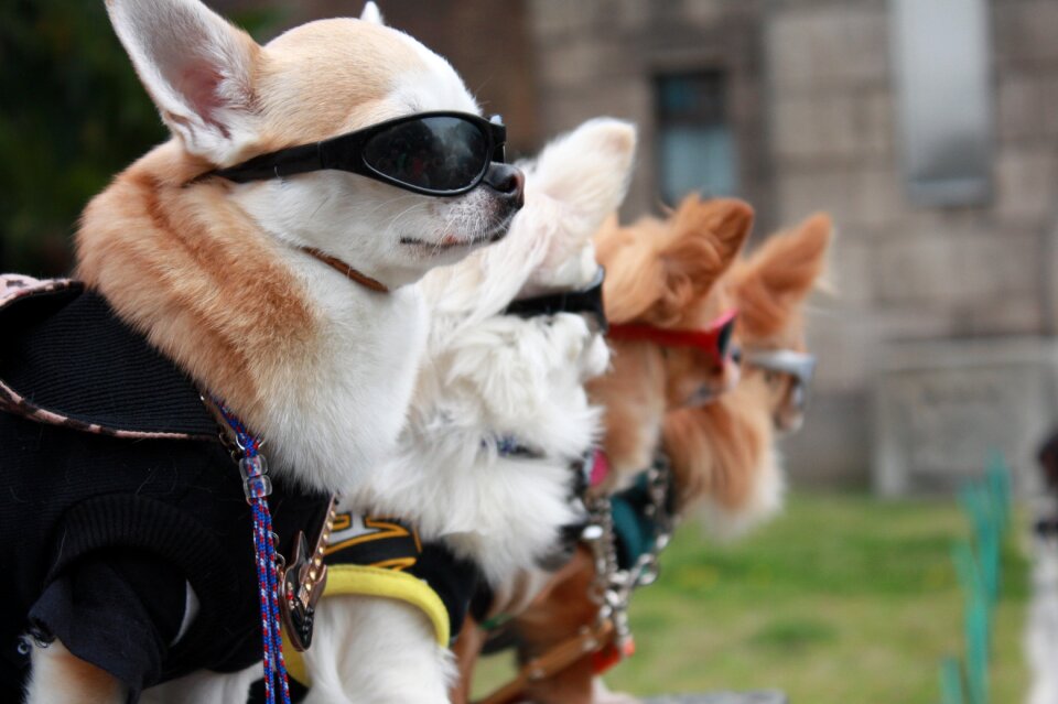 Japan model dog