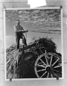 Nederlandse emigranten in Canada boer op wagen Ottawa, Bestanddeelnr 904-7991