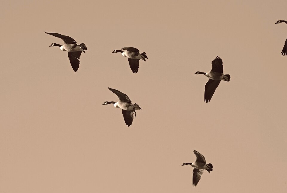Flock migratory waterfowl