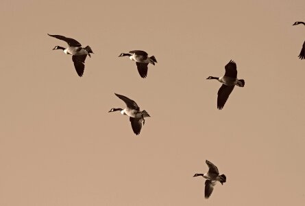 Flock migratory waterfowl photo