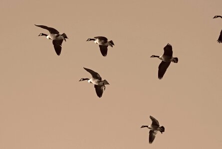 Flock migratory waterfowl