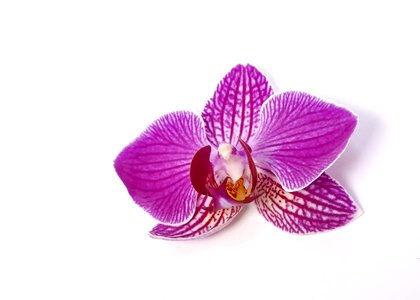 Tropical flower butterfly orchid photo