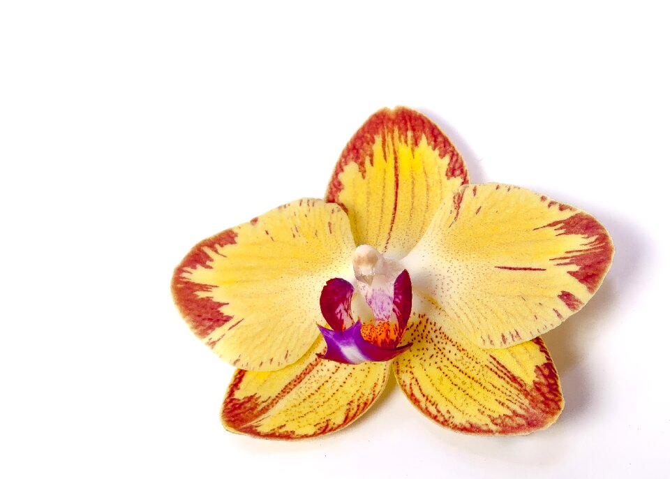 Tropical flower striped