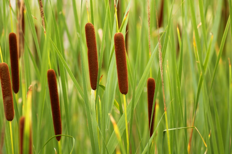 Reeds marsh aquascope of virelles