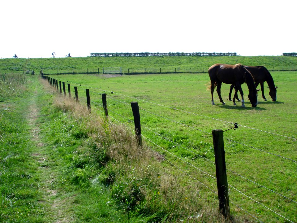 Nederasselt (Gld, NL), landschap bij de maasdijk
