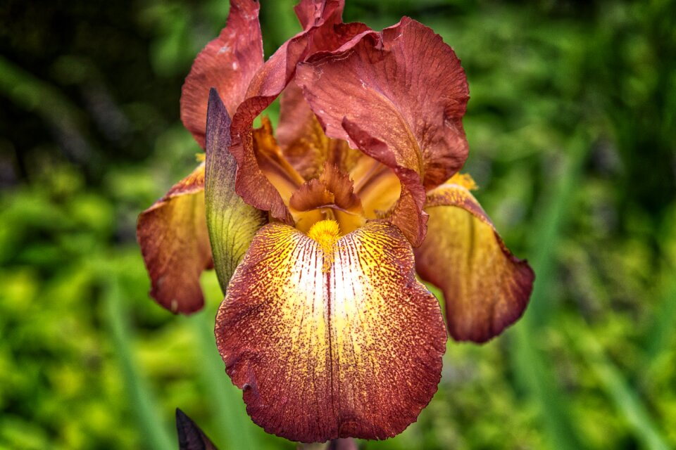 Close up lily shrub