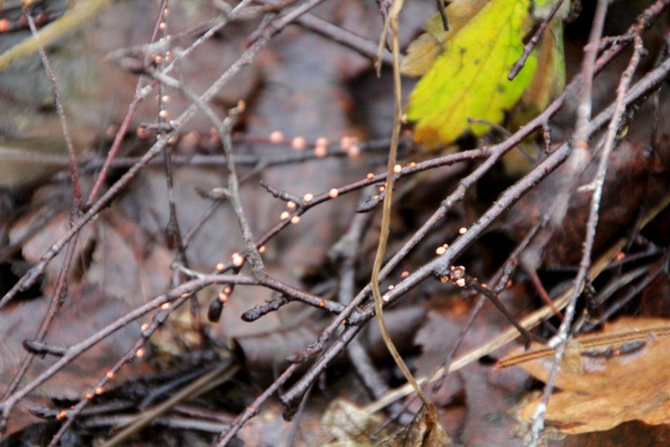 Nectria cinnabarina 105607795