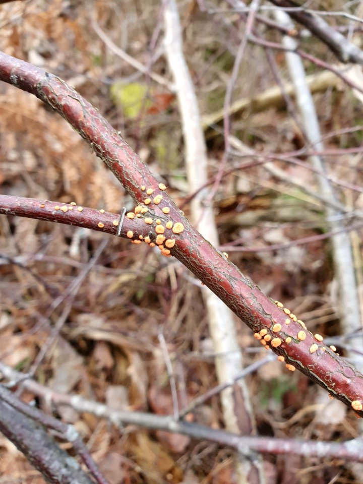 Nectria cinnabarina 116388767