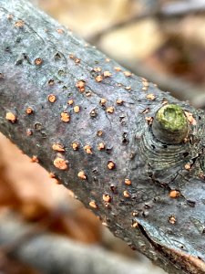 Nectria cinnabarina 59496884