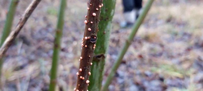 Nectria cinnabarina 59494471