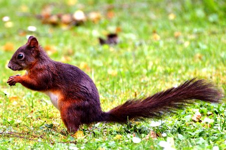 Animal foraging croissant