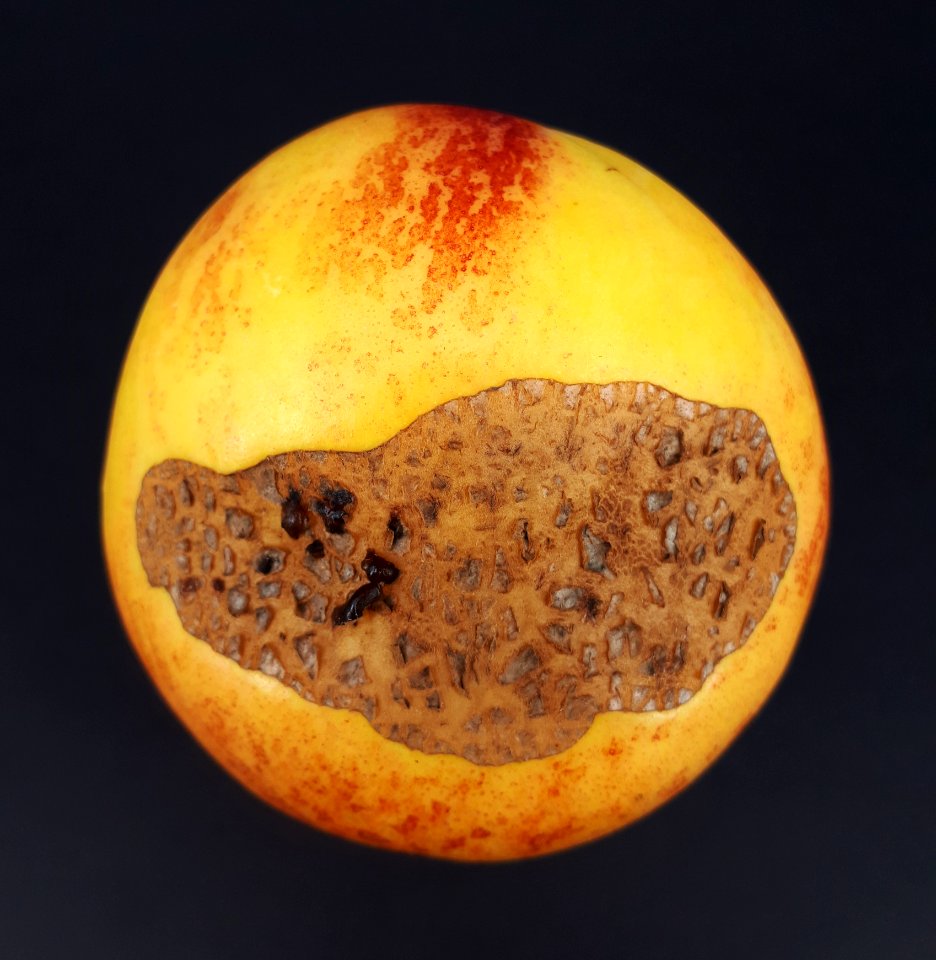 Nectarine scab 2017 C