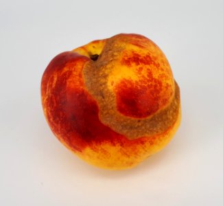 Nectarine scab 2017 A