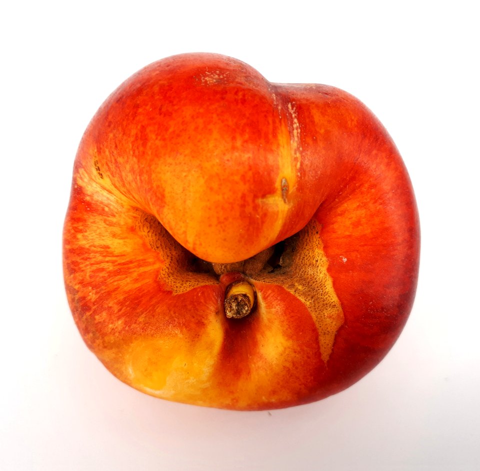 Nectarine hole scab 2017 D3