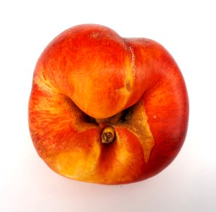 Nectarine hole scab 2017 D3