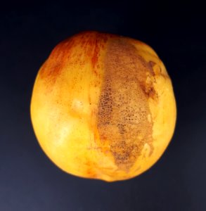 Nectarine scab 2017 J1