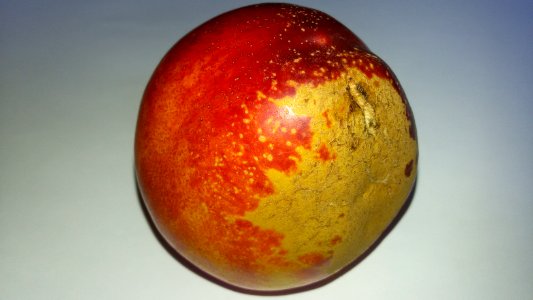 Nectarine scab 2016 B1