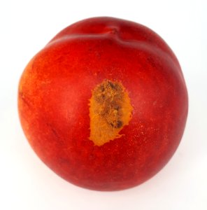 Nectarine scab 2017 H2
