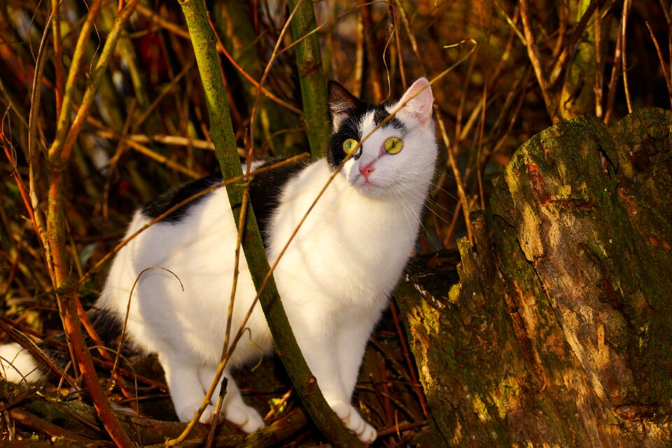 Climb cat face portrait