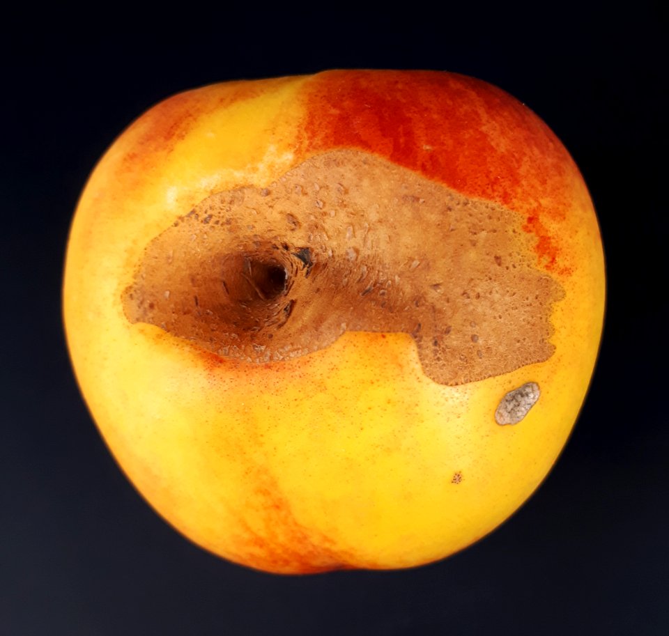 Nectarine hole scab 2017 B1
