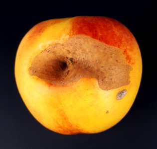 Nectarine hole scab 2017 B1
