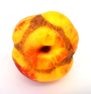 Nectarine scab 2017 K1