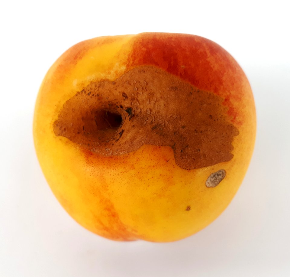 Nectarine hole scab 2017 B2