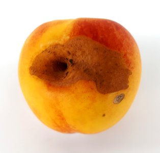 Nectarine hole scab 2017 B2