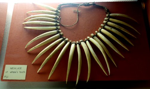 Necklace of whale's teeth, Fiji - Fairbanks Museum and Planetarium - DSC04312